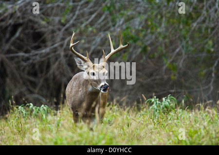 Young Buck cerf de Virginie (Odocoileus virginianus) près de Tilden au Texas Banque D'Images