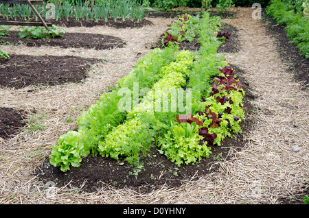 La laitue et les carottes dans le jardin potager, Pineland farms, Maine Banque D'Images