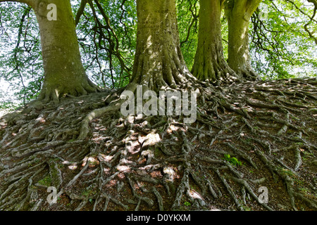 Système de racines arbres exposées, Avebury, dans le Wiltshire, Angleterre Banque D'Images