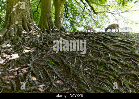 Système de racines arbres exposées, Avebury, dans le Wiltshire, Angleterre Banque D'Images