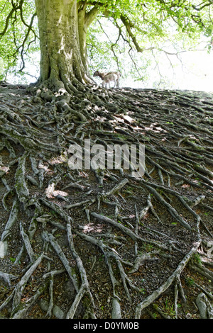 Système de racines arbres exposées, Avebury, dans le Wiltshire, Angleterre Banque D'Images