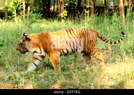 Tigre Banque D'Images