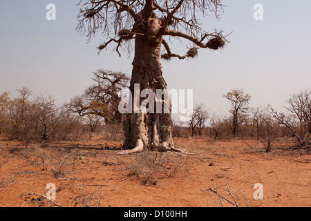 Surplombant le Parc National de Mapungubwe baobab site du patrimoine mondial de l'UNESCO en Afrique du Sud Limpopo Banque D'Images