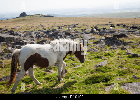 L'Angleterre, Devon, Dartmoor, poneys Banque D'Images