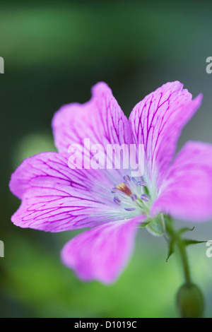 Geranium géranium sanguin ou de prairies, England, UK Banque D'Images