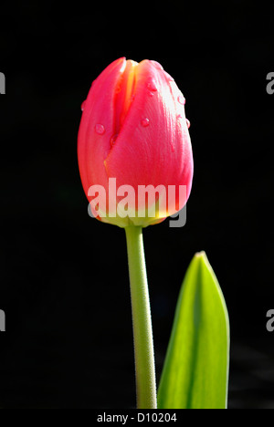 Tulipa Apeldoorn Elite Banque D'Images