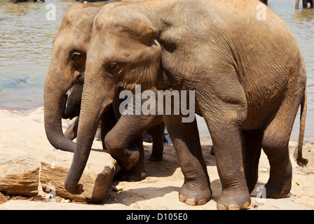 Les éléphants de l'orphelinat des éléphants Pinnewala profiter de leur bain quotidien à la rivière locale. Banque D'Images