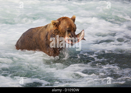 L'ours brun sur l'Alaska Banque D'Images