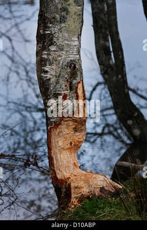 Les dommages causés aux arbres par le castor européen,Casper, fibre Banque D'Images