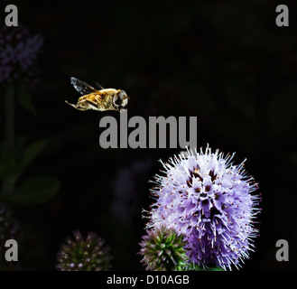 Eristalis tenax Fly Drone en vol, planant au-dessus de la menthe, Devon Uk Banque D'Images