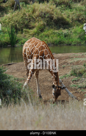 Girafe (Giraffa camelopardalis) se pencher et boire d'une eau à Lewa Downs Kenya Afrique Banque D'Images