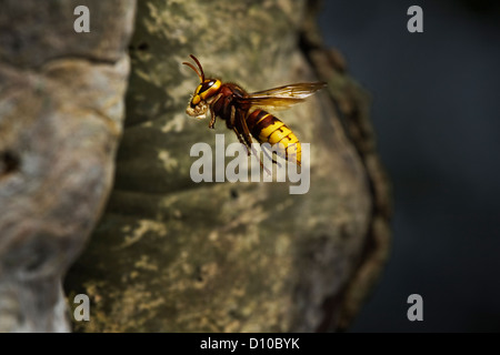Hornet,Vespa crabro,seul adulte en vol, entrer dans le nid avec de la pâte à bois pour la construction du nid , Devon Uk Banque D'Images