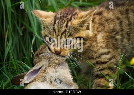 Scottish wildcat felis sylvestris seul chaton avec lapin mort. Banque D'Images