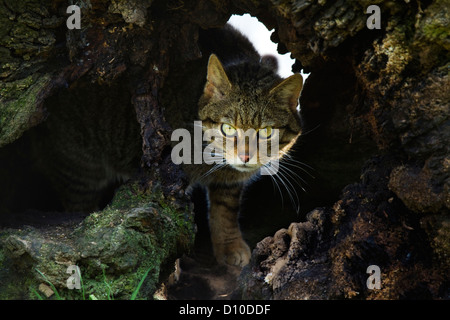 Scottish wildcat felis sylvestris,adulte seul laissant's den, Devon Uk ( westcountry wildlife center) Banque D'Images