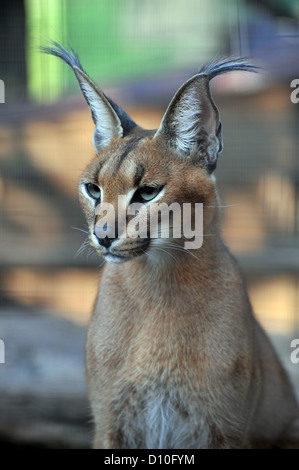 Un caracal chat sauvage en captivité dans une réserve de chasse de l'Afrique du Sud. Banque D'Images