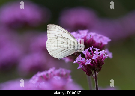 Le Grand Blanc est assis sur une fleur, Pays-Bas Banque D'Images
