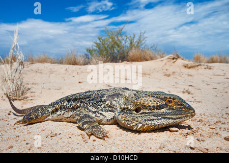 Dragon barbu couché dans le sable du désert. Banque D'Images