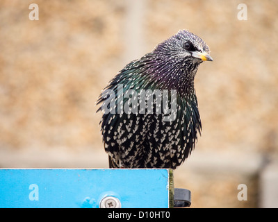 Un Étourneau sansonnet (Sturnus vulgaris), à St Ives, Cornwall, UK. Banque D'Images