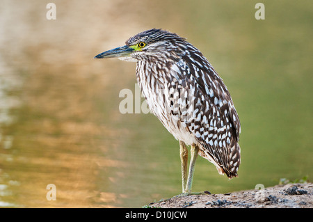 Juvenile Nankeen Night Heron à bord d'une rivière. Banque D'Images