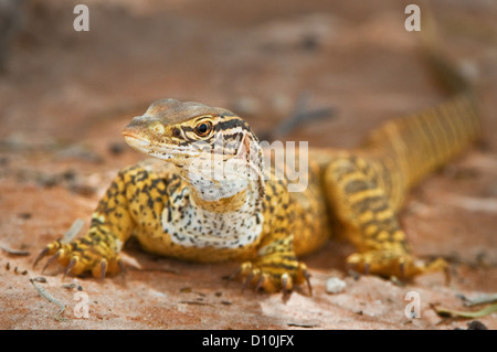 Goanna de Gould foring sur le terrain. Banque D'Images