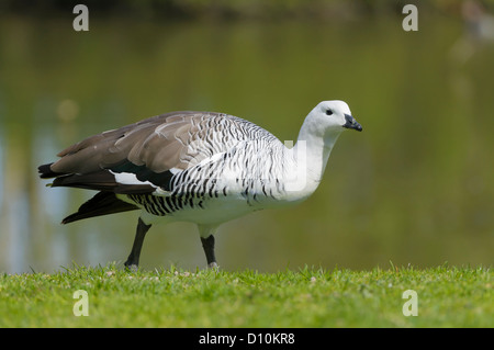 Chloephaga picta, Magellangans Männliche, homme d'oie Upland Banque D'Images