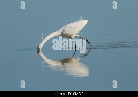 Seidenreiher, Egretta garzetta, aigrette garzette Banque D'Images