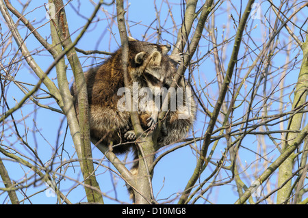 Waschbär,Procyon lotor, raton laveur Banque D'Images