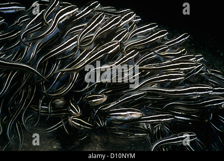 Close-up dépouillé de poisson-chat (Plotosus lineatus). Détroit de Lembeh, Sulawesi, Mer de Célèbes, Indonésie. Banque D'Images