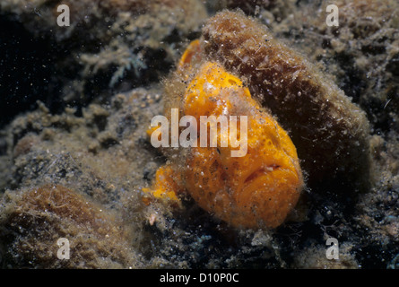 Close-up of poisson grenouille verruqueux (Antennarius maculatus). Détroit de Lembeh, Sulawesi, Mer de Célèbes, Indonésie Banque D'Images