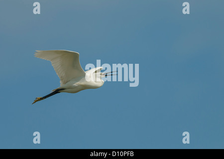 Seidenreiher, Egretta garzetta, aigrette garzette Banque D'Images