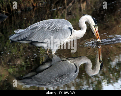 Close-up d'un héron cendré (Areda cinerea) au moment où il saisit avec succès un poisson Banque D'Images