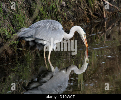 Close-up d'un héron cendré pêcher avec son reflection visibles dans l'eau Banque D'Images