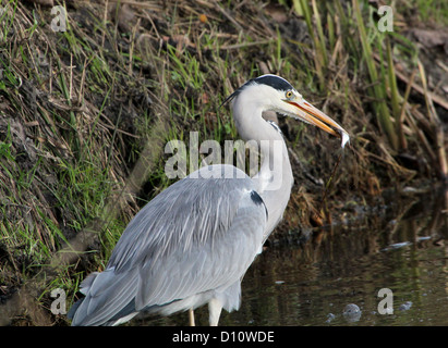 Close-up d'un héron cendré (Areda cinerea) tenant un poisson qu'il vient de prendre dans son projet de loi Banque D'Images