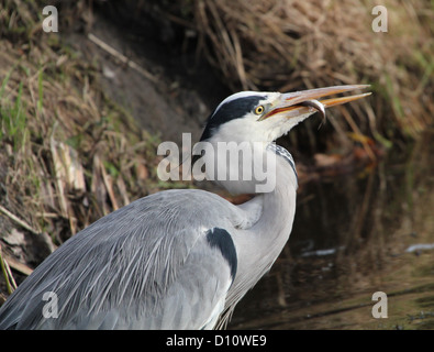 Close-up d'un héron cendré (Areda cinerea) engloutissant un poisson qu'il vient de prendre Banque D'Images