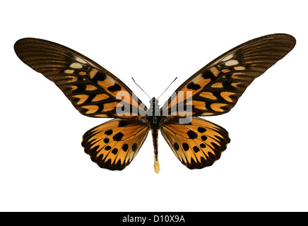 Giant African Swallowtail Butterfly, Papilio antimachus, Papilionidae. L'Afrique. Banque D'Images