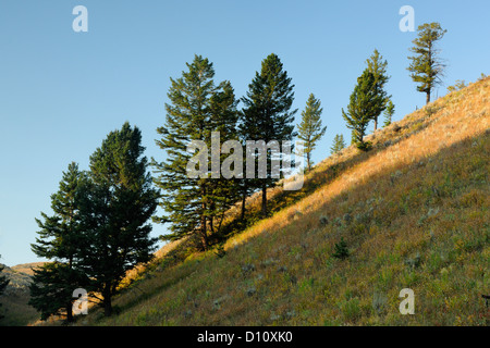 Sages, d'herbes et de pins sur le plateau, Deer Blacktail NP Yellowstone, Wyoming, USA Banque D'Images