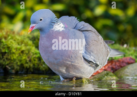 Close-up of a common wood pigeon (Columba palumbus) baignade dans une piscine peu profonde woodland, soft-focus green fond begetation Banque D'Images