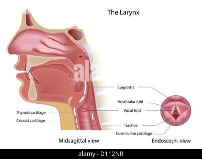 Anatomie de la boîte vocale et sagittal médian vue endoscopique Banque D'Images