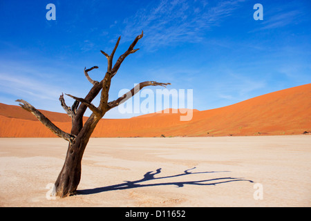 Des arbres morts dans le magnifique désert. Banque D'Images