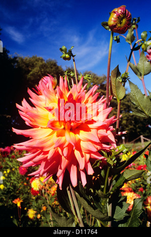 Rose et ORANGE DAHLIA Banque D'Images