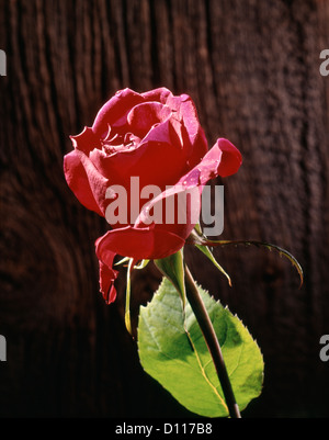 ROSEBUD ROUGE simple avec des gouttes de rosée le bois brut BACKGROUND Banque D'Images