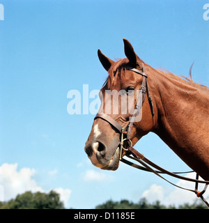 1970 TÊTE DE CHEVAL DE COULEUR MARRON PORTANT DES MORS ET RÊNES Banque D'Images