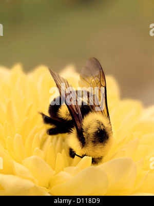 Détail de l'Abeille sur une fleur jaune Banque D'Images