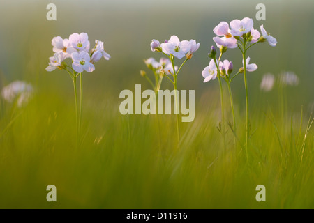 Lady's Smock ou cardamine des prés (Cardamine pratensis) dans la lumière du soir. La floraison dans un pré sur une ferme biologique. Powys, Pays de Galles. Banque D'Images