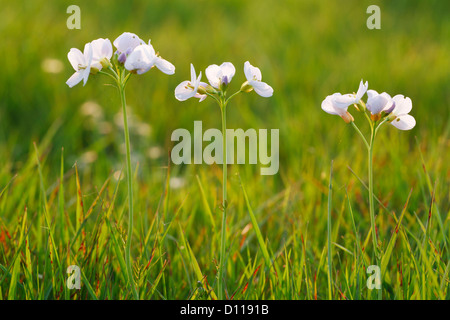 Lady's Smock ou cardamine des prés (Cardamine pratensis) dans la lumière du soir. La floraison dans un pré sur une ferme biologique. Powys, Pays de Galles. Banque D'Images
