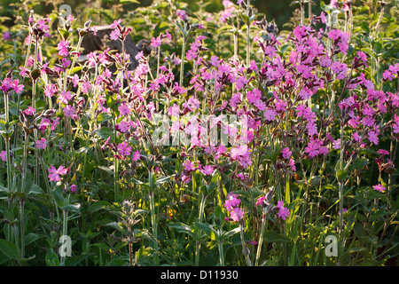 Red (Silene dioica) floraison. Shropshire, Angleterre. Mai. Banque D'Images