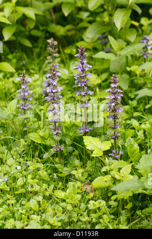 Bugle (Ajuga reptans) floraison dans les bois. Powys, Pays de Galles. Juin Banque D'Images