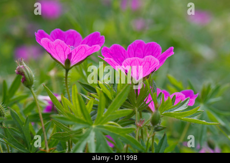 Géranium sanguin (Geranium sanguineum) floraison. Sur le Causse de Gramat, Lot, France. Juin Banque D'Images