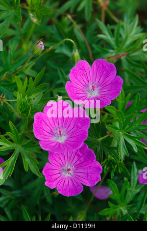 Géranium sanguin (Geranium sanguineum) floraison. Sur le Causse de Gramat, Lot, France. Juin Banque D'Images
