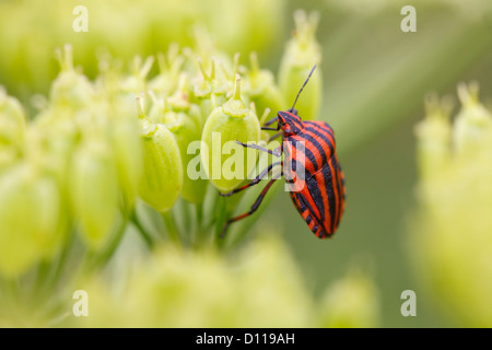 (Graphosoma lineatum rayé shieldbug italicum) sur les semences d'un Umbellifer. Sur le Causse de Gramat, Lot, France. Banque D'Images